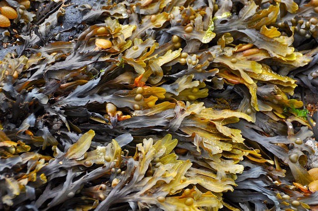 seaweed