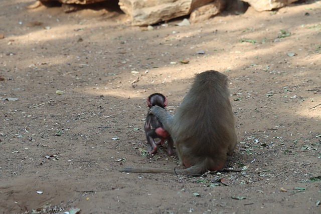 grooming