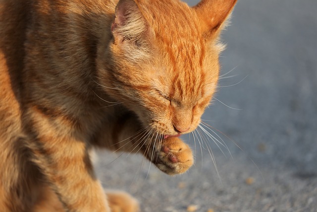 grooming